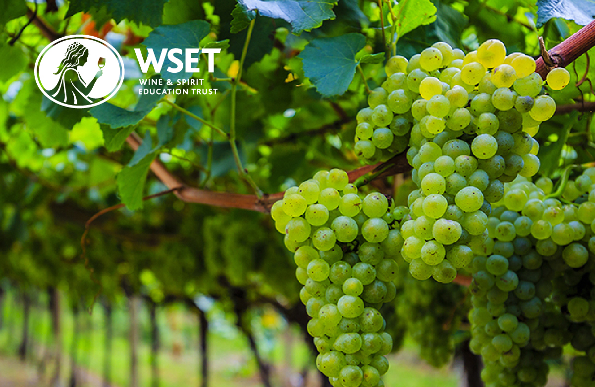 WSET Level 2 Award in Wines - WineWise